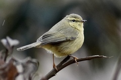 Phylloscopus subaffinis