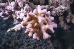 Stylophora