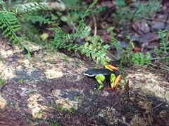 Mantella baroni
