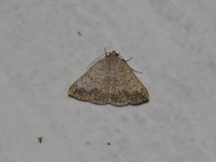 Blasticorhinus