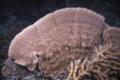 Montipora danae