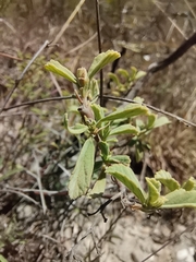 Hermannia holosericea