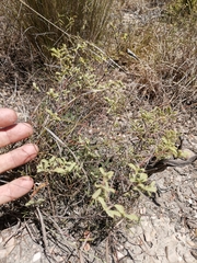 Hermannia holosericea