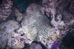 Acanthastrea