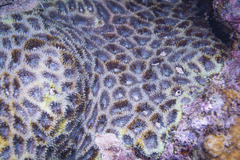 Acanthastrea