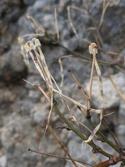 Hippocrepis emerus