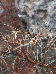 Hippocrepis emerus