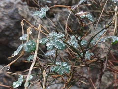 Hippocrepis emerus