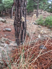 Allium marschalianum