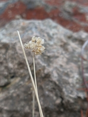 Allium marschalianum