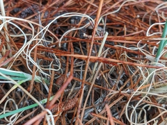 Allium marschalianum