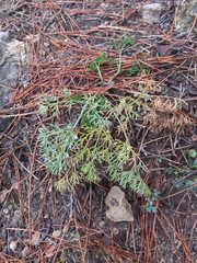 Seseli dichotomum