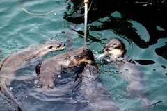 Lontra canadensis pacifica