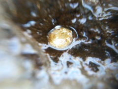 Amphibalanus improvisus