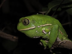 Painted-Belly Leaf Frog photo 1
