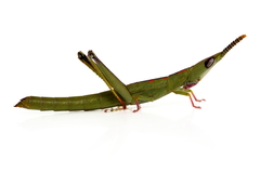 Warramaba flavolineata