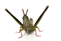 Warramaba flavolineata