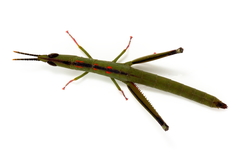 Warramaba flavolineata