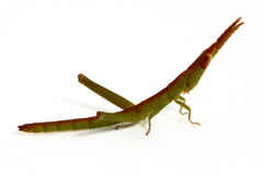 Warramaba virgo