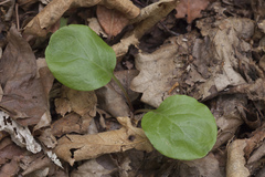 Pyrola asarifolia incarnata