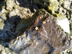 Amphibalanus improvisus