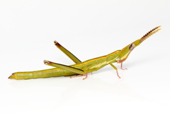 Warramaba virgo