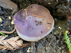 Geoscypha violacea