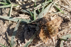 Carcharodus