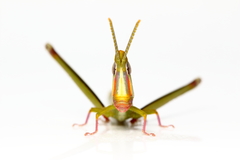 Warramaba virgo