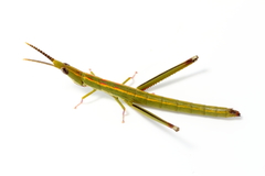 Warramaba virgo