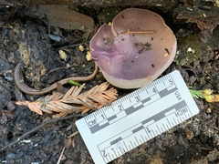 Geoscypha violacea