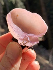 Geoscypha violacea