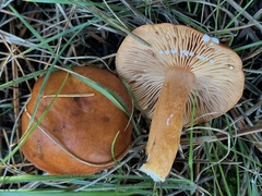 Lactarius subviscidus