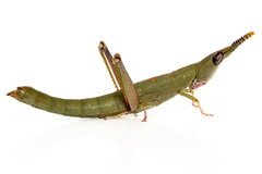 Warramaba flavolineata