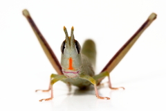 Warramaba flavolineata