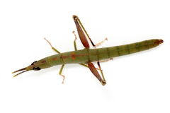Warramaba flavolineata