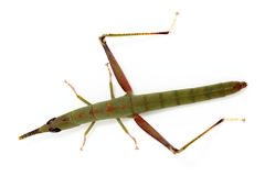Warramaba flavolineata