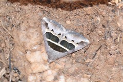 Grammodes congenita