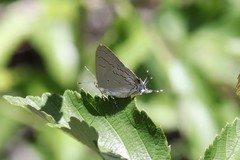 Hypolycaena philippus