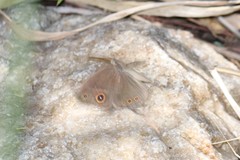 Brakefieldia perspicua