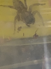 Salticidae