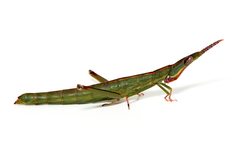 Warramaba whitei