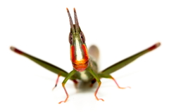 Warramaba whitei