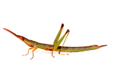 Warramaba whitei