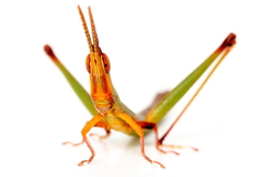 Warramaba whitei