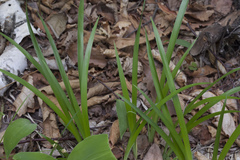 Iris uniflora