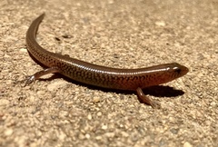 Eremiascincus pardalis