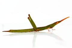 Warramaba grandis