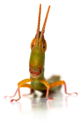 Warramaba grandis
