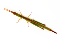Warramaba grandis